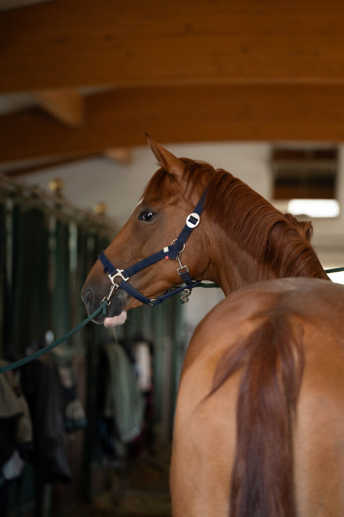 Tierfotografie eines braunen Pferdes mit Halfter, das aufmerksam in einem Stall mit Reitausrüstung im Hintergrund steht.