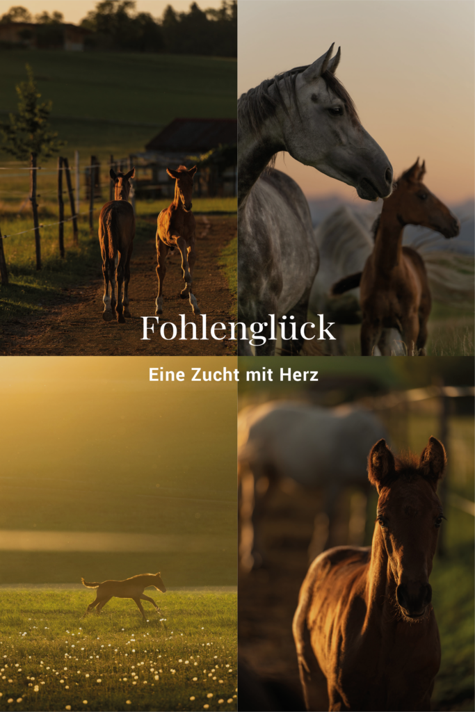 Collage mehrerer Bilder, die Fohlen einer Zucht auf der Weide bei Sonnenuntergang zeigen.