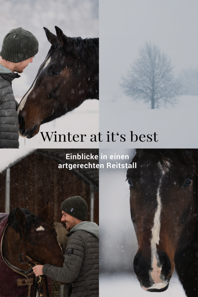Collage mehrerer Bilder, die Pferde auf der Koppel im Winter zeigen.